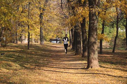 plant man riding beside trees during daytime tree